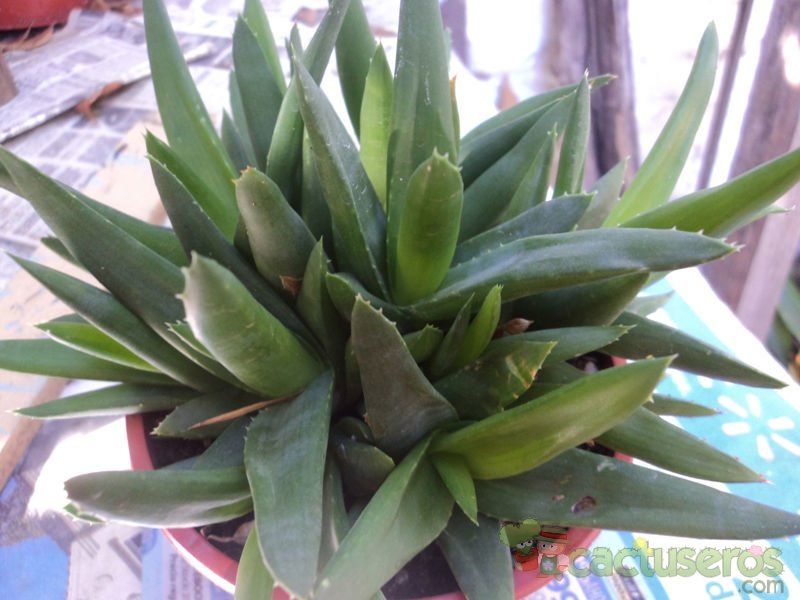 Una foto de Alworthia cv. Black Gem (Haworthia cymbiformis x Aloe speciosa)