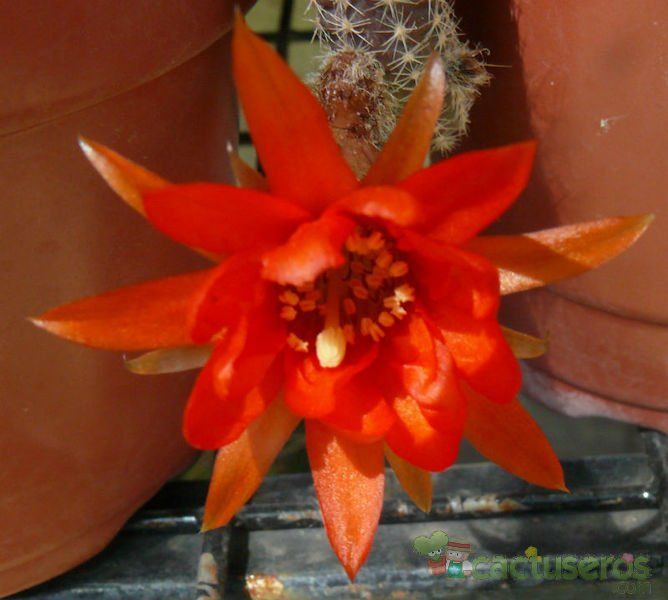 A photo of Echinopsis chamaecereus