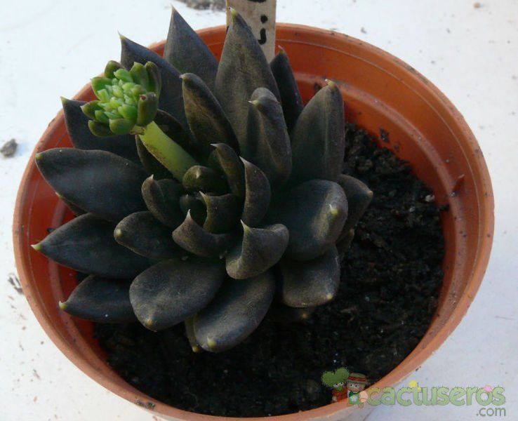 A photo of Echeveria cv. Black Knight