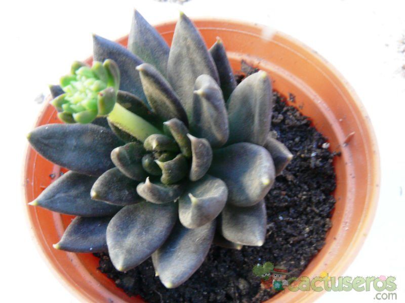 A photo of Echeveria cv. Black Knight