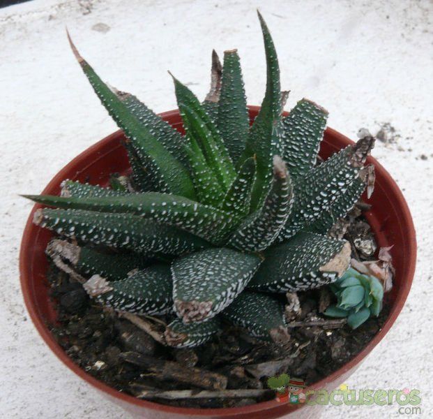 Una foto de Haworthia fasciata cv. concolor