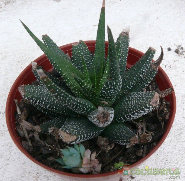 Una foto de Haworthia fasciata cv. concolor