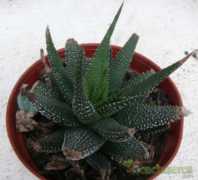 Una foto de Haworthia fasciata cv. concolor