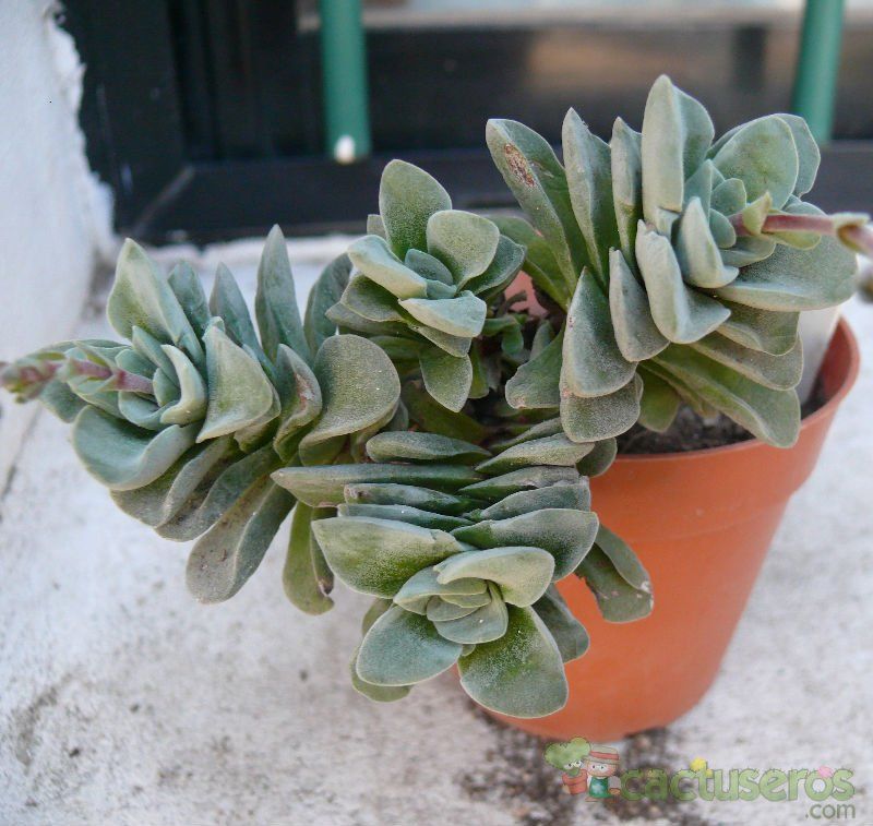 A photo of Crassula x Coralita (C. perfoliata var. falcata x C. susannae) (Hibrido)