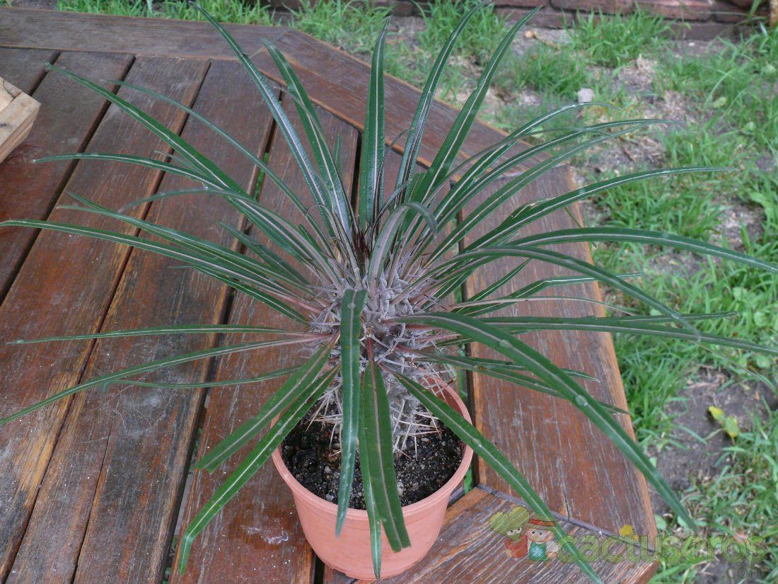 Una foto de Pachypodium geayi