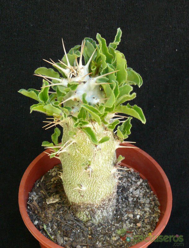 A photo of Pachypodium ambongense  