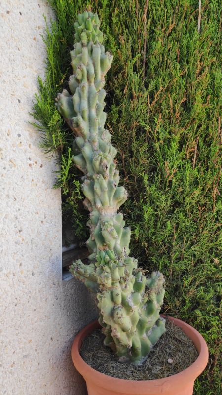 Foto de un cactus que se está identificando actualmente