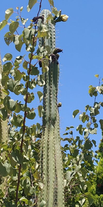 Foto de un cactus que se está identificando actualmente