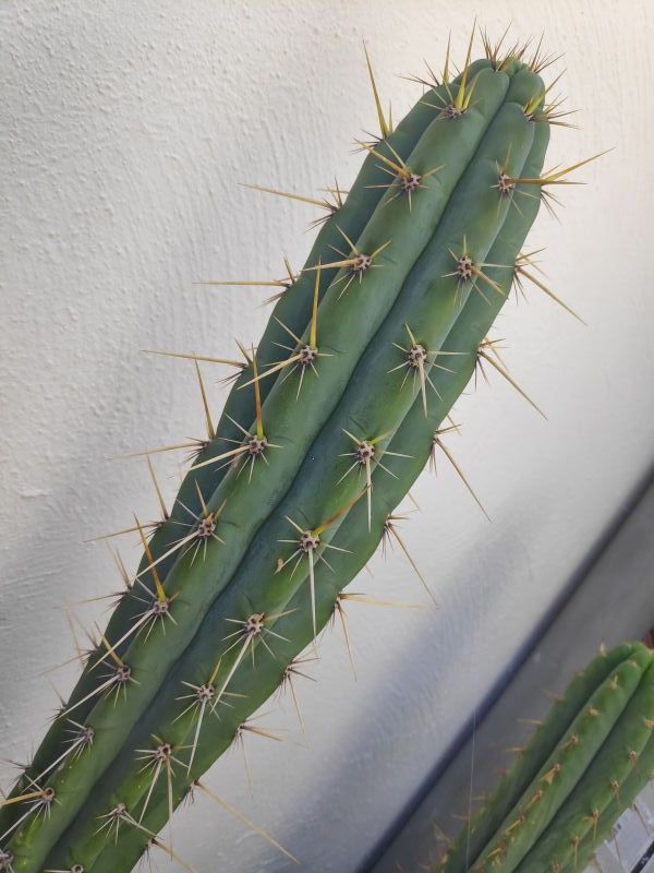 Photo of a cactus currently being identified