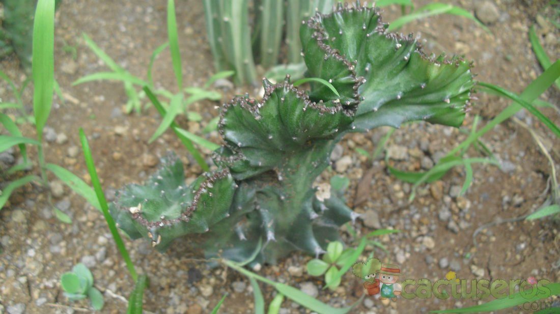 A photo of Euphorbia lactea fma. crestada
