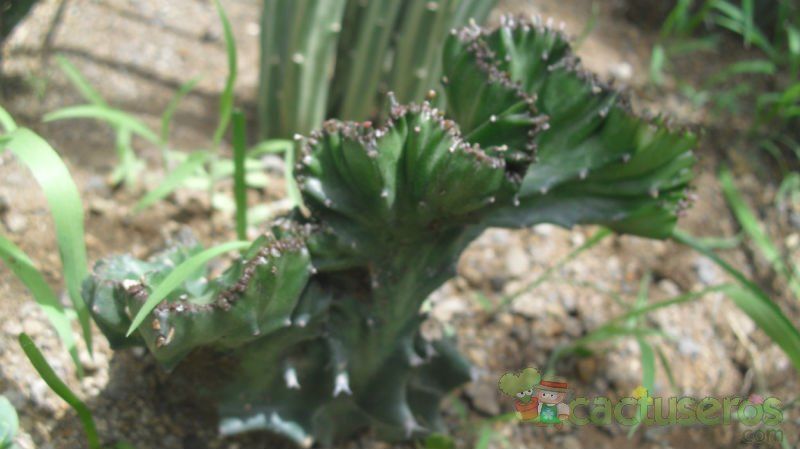 A photo of Euphorbia lactea fma. crestada