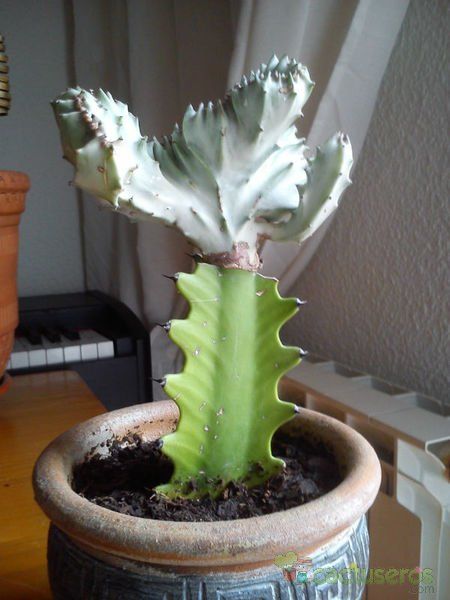 Una foto de Euphorbia lactea fma. crestada variegada