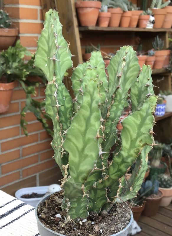 A photo of Euphorbia pseudocactus