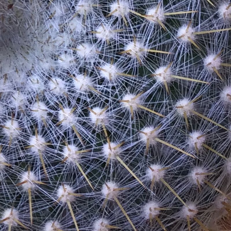 Una foto de Mammillaria muehlenpfordtii