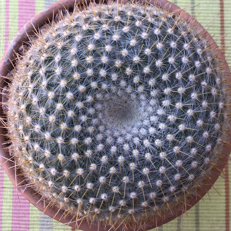 Una foto de Mammillaria muehlenpfordtii