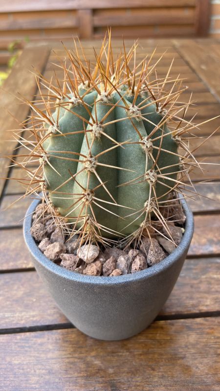 Photo of a cactus currently being identified