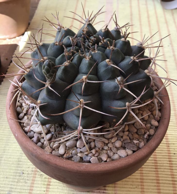 Una foto de Gymnocalycium schickendantzii