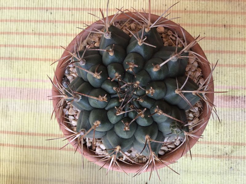 Una foto de Gymnocalycium schickendantzii