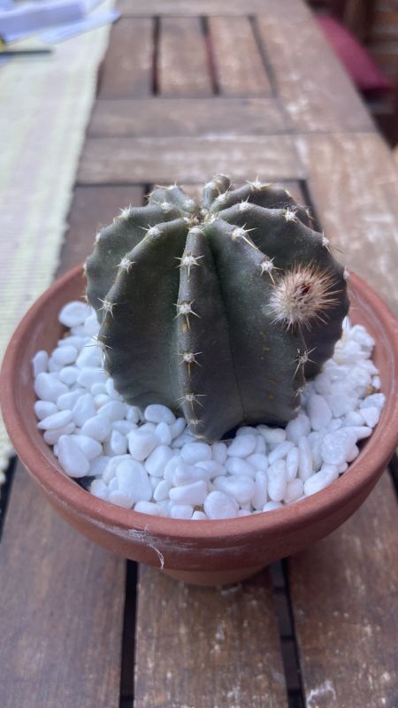 A photo of Echinocereus subinermis