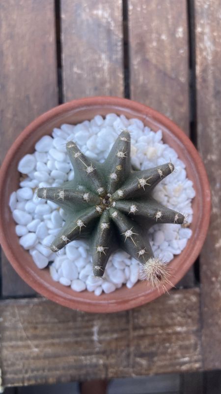 A photo of Echinocereus subinermis