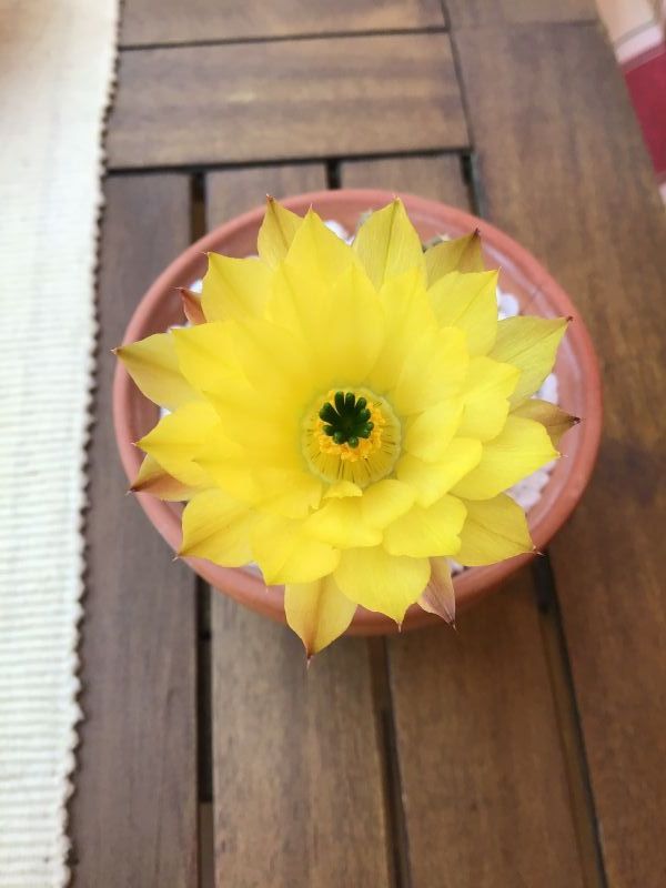 A photo of Echinocereus subinermis