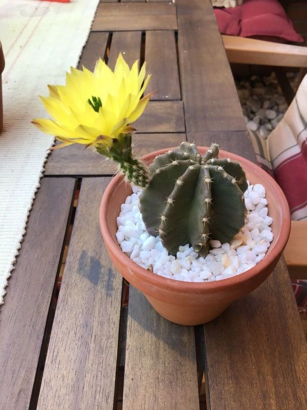 A photo of Echinocereus subinermis