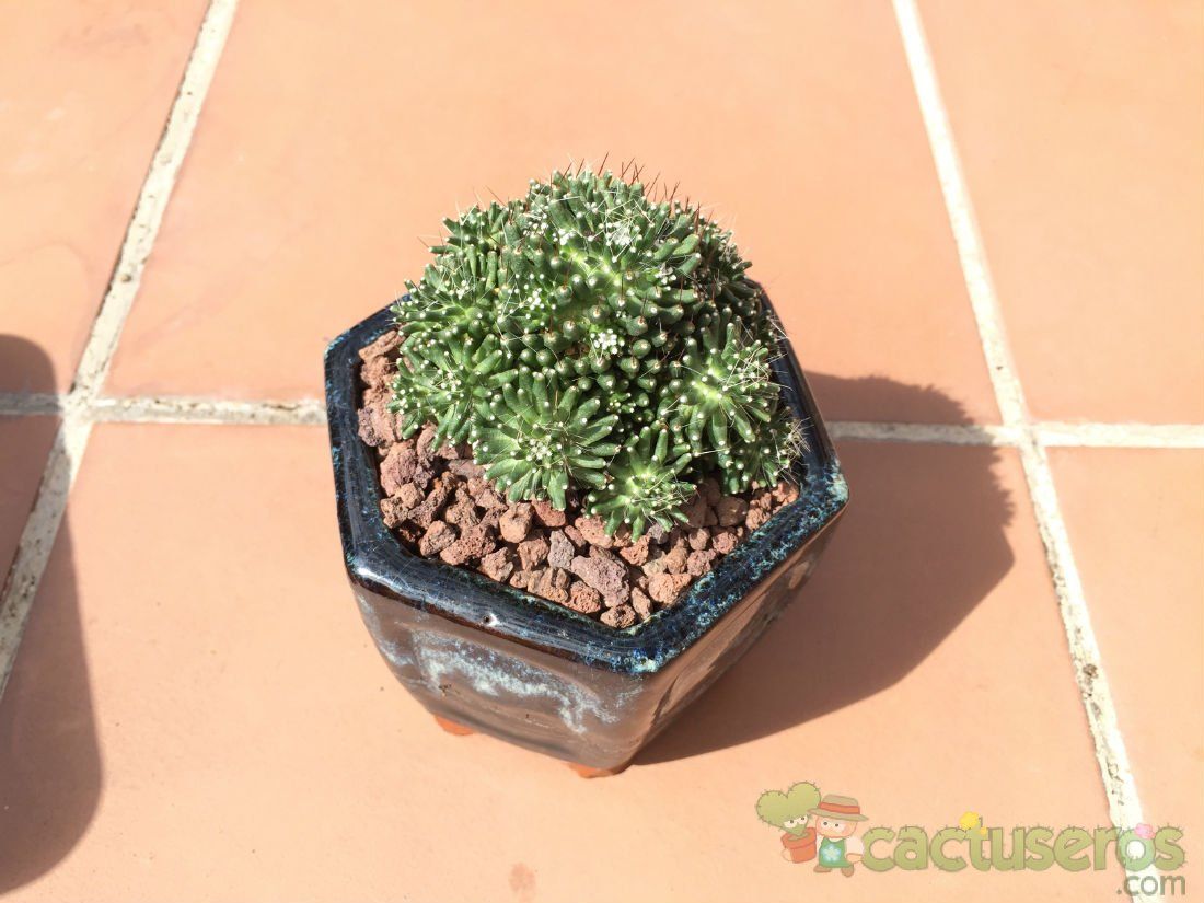 A photo of Mammillaria crinita ssp crinita fma. monstruosa