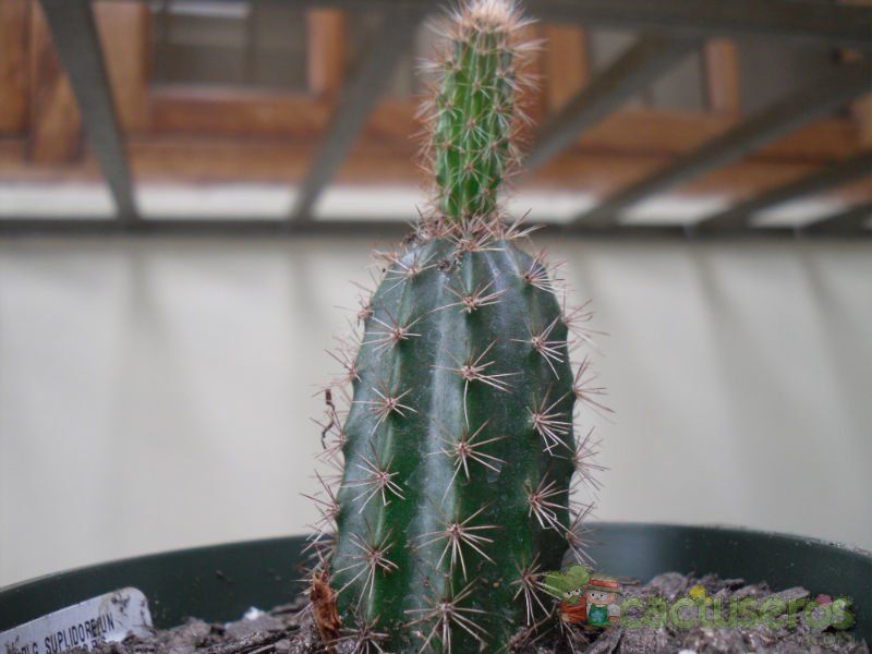Una foto de Peniocereus hirschtianus