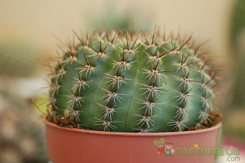 A photo of Parodia horstii