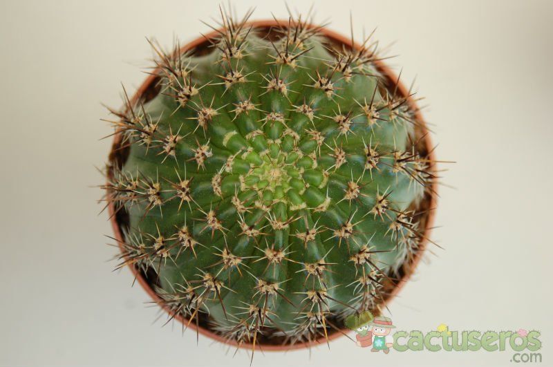 A photo of Parodia horstii