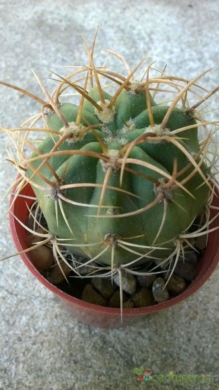 A photo of Denmoza rhodacantha