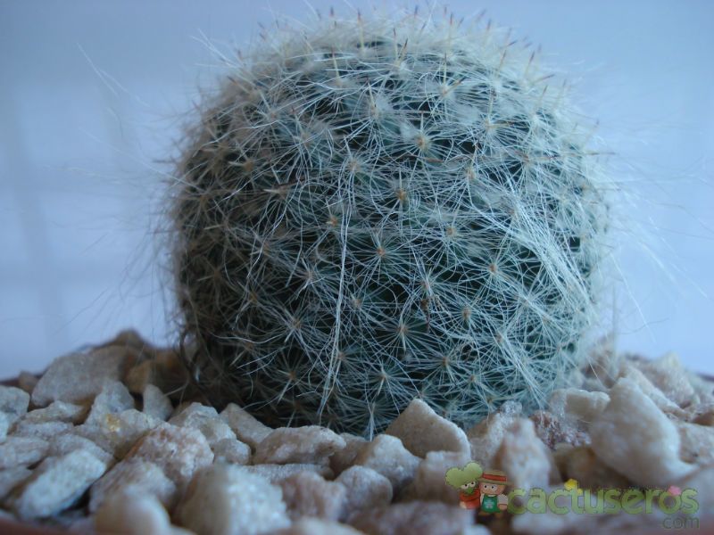 A photo of Mammillaria hahniana