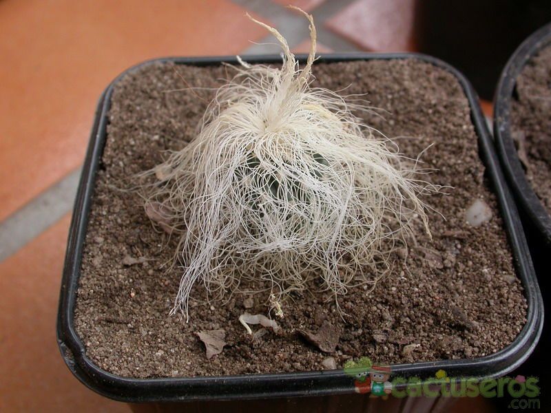 Una foto de Cephalocereus senilis
