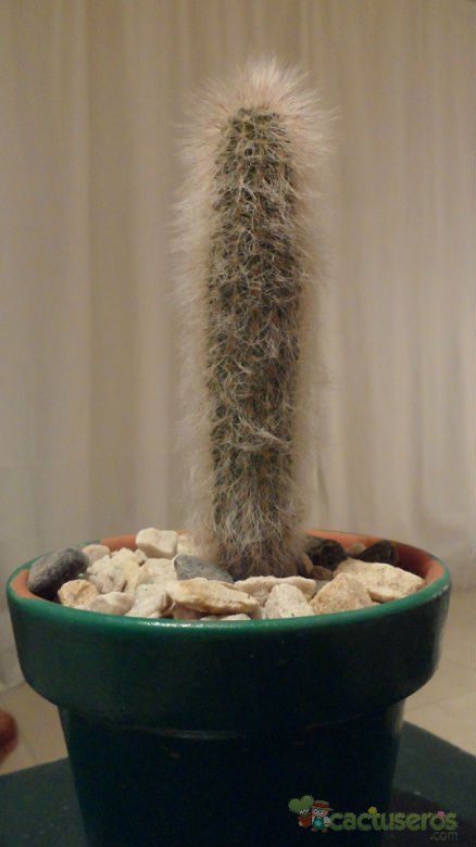 Una foto de Cleistocactus hyalacanthus