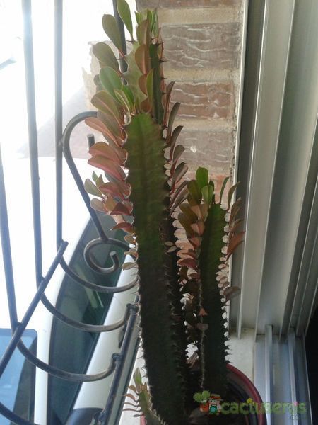 Una foto de Euphorbia trigona var. rubra