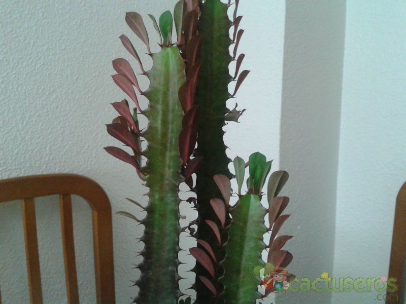 Una foto de Euphorbia trigona var. rubra