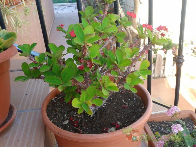 A photo of Euphorbia milii var. milii