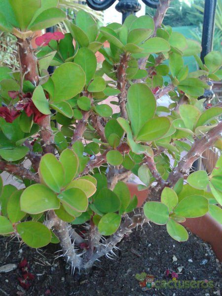 A photo of Euphorbia milii var. milii
