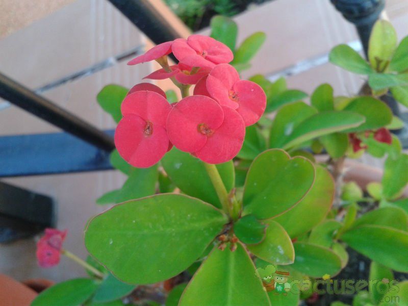 A photo of Euphorbia milii var. milii