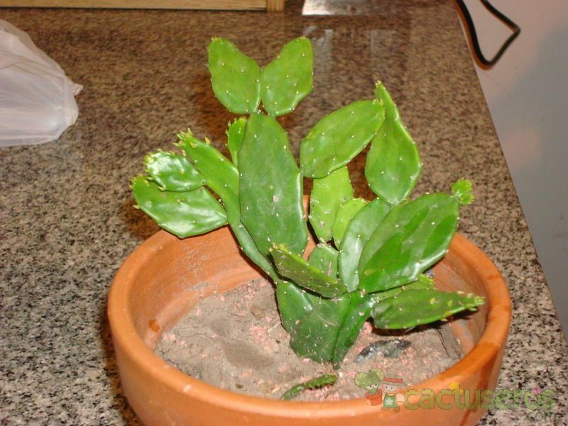 A photo of Brasiliopuntia brasiliensis