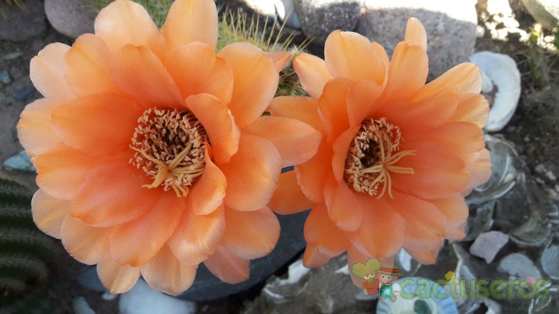 Una foto de Echinopsis huascha