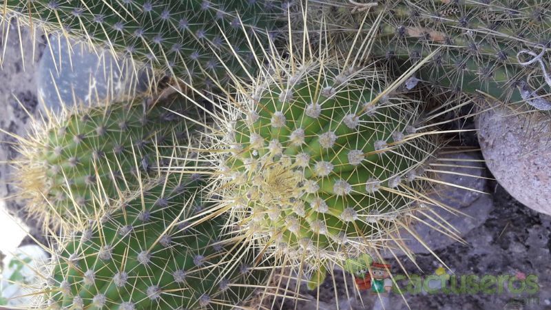 Una foto de Echinopsis huascha