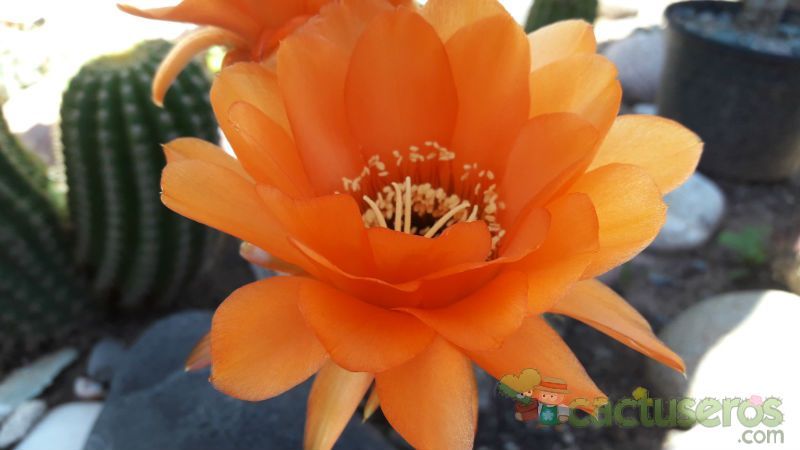 Una foto de Echinopsis huascha