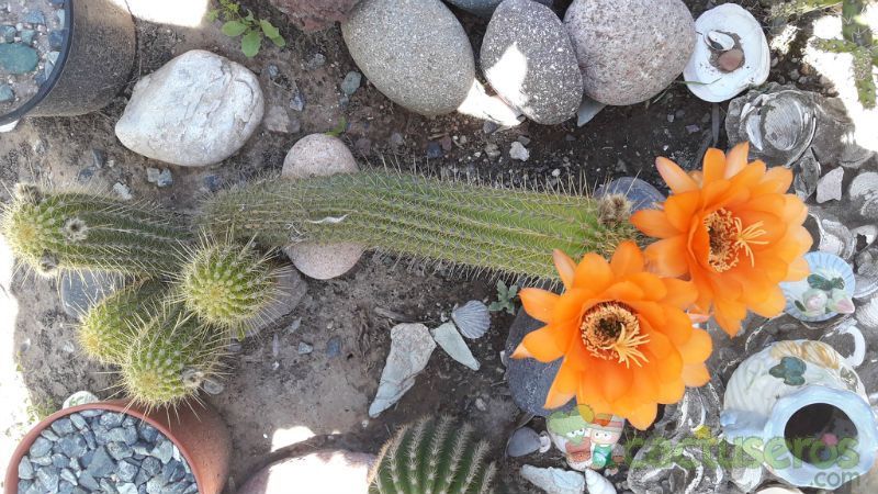 Una foto de Echinopsis huascha