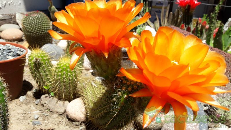Una foto de Echinopsis huascha