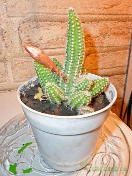 Una foto de Echinopsis chamaecereus