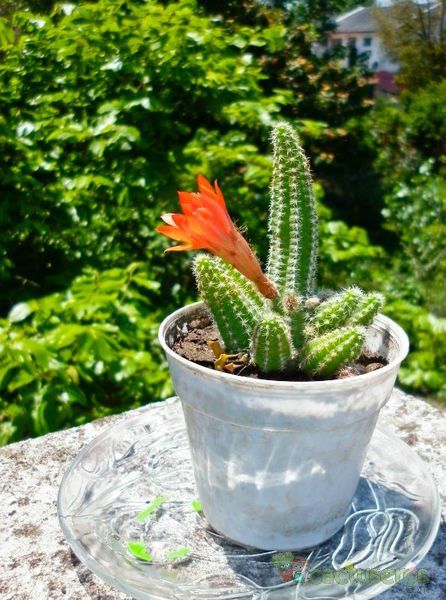 Una foto de Echinopsis chamaecereus