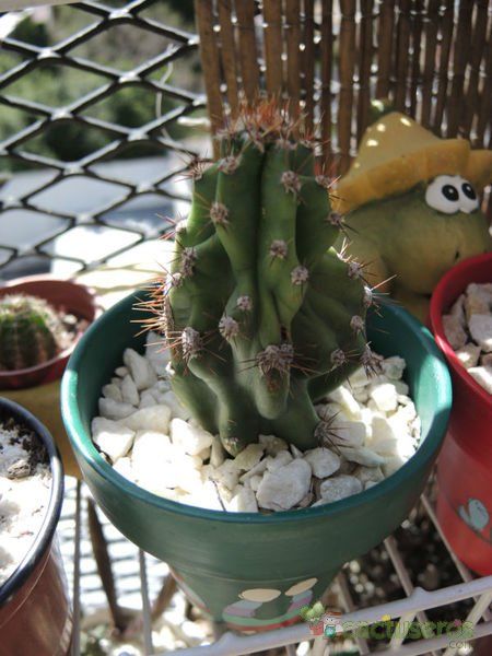 A photo of Cereus peruvianus fma. monstruosa