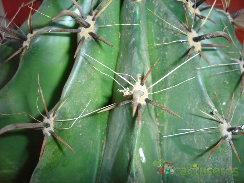 A photo of Ferocactus herrerae