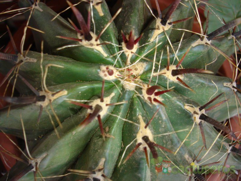 Una foto de Ferocactus herrerae